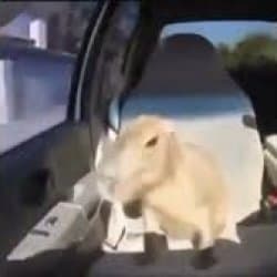 Ok I Pull Up Capybara