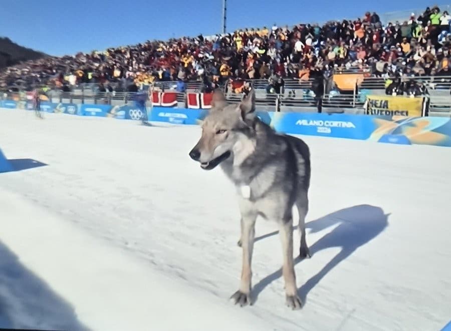 Ran away Dog cameo in 2026 Winter Olympics