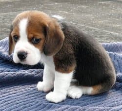A small tricolor beagle puppy with white paws and chest sits on a blue ribbed blanket, looking down with large, sad, watery eyes and a downturned mouth. The expression conveys guilt or deep disappointment.
