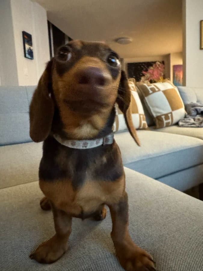 Scared Puppy meme template
