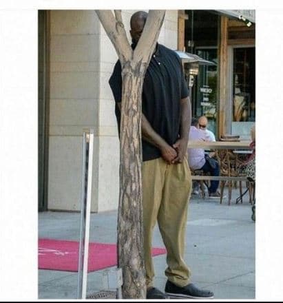 shaq behind tree meme template image.