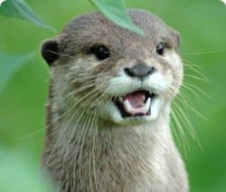 Close-up of a brown otter with its mouth wide open and whiskers visible, looking surprised or excited against a blurred green natural background