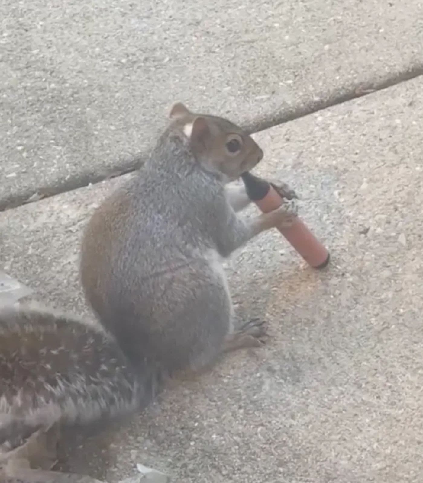 Squirrels vaping meme template