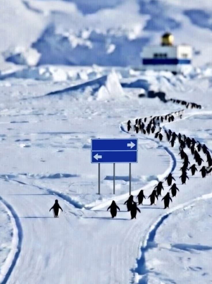The Lone Penguin Two Paths meme