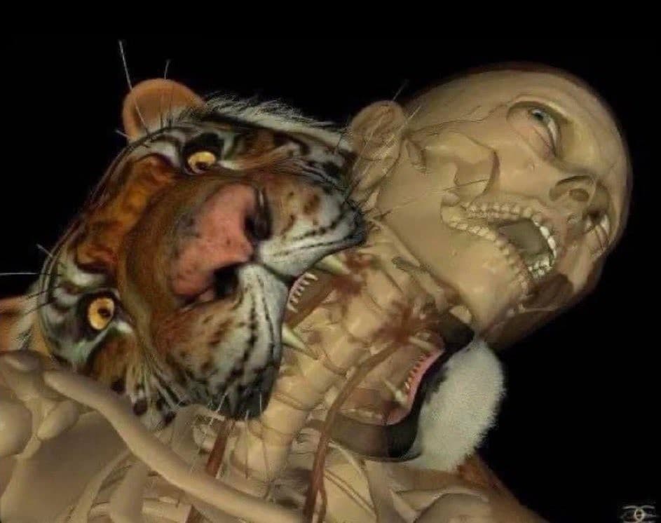 Tiger biting human skeleton neck