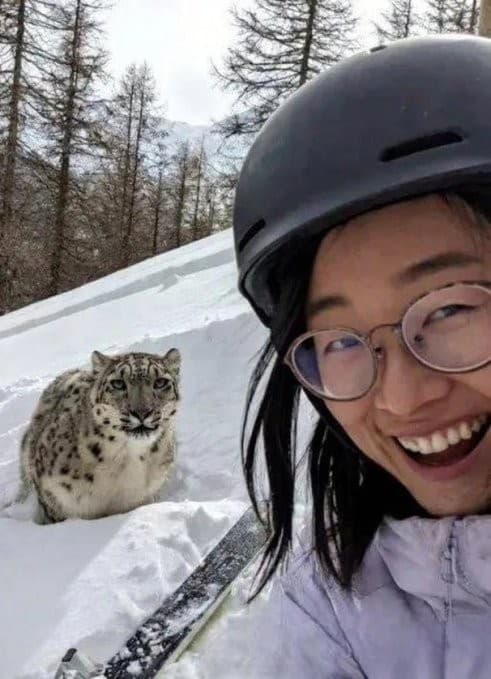 Tourist approaches snow leopard to take a selfie / Moments before destruction