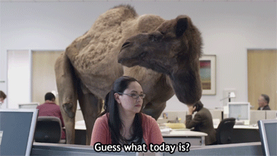 What Day Is It Camel Meme Template