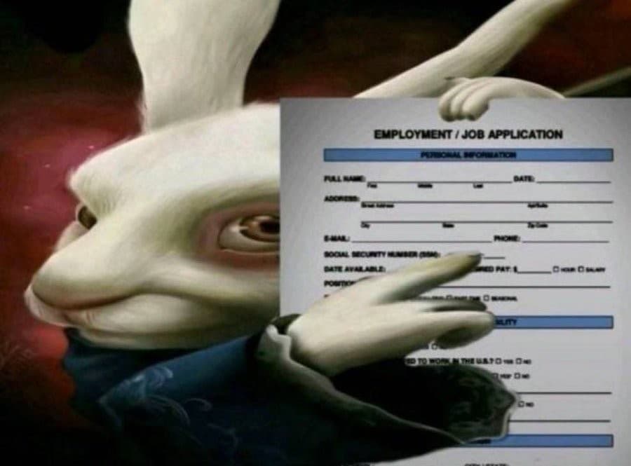 White rabbit pointing towards job application