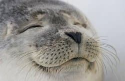 Wholesome Seal