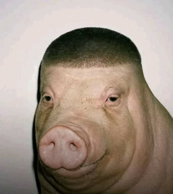 Wigger Pig / Pig with a buzz cut fade